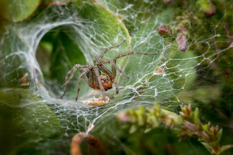 Females eat males spiders
