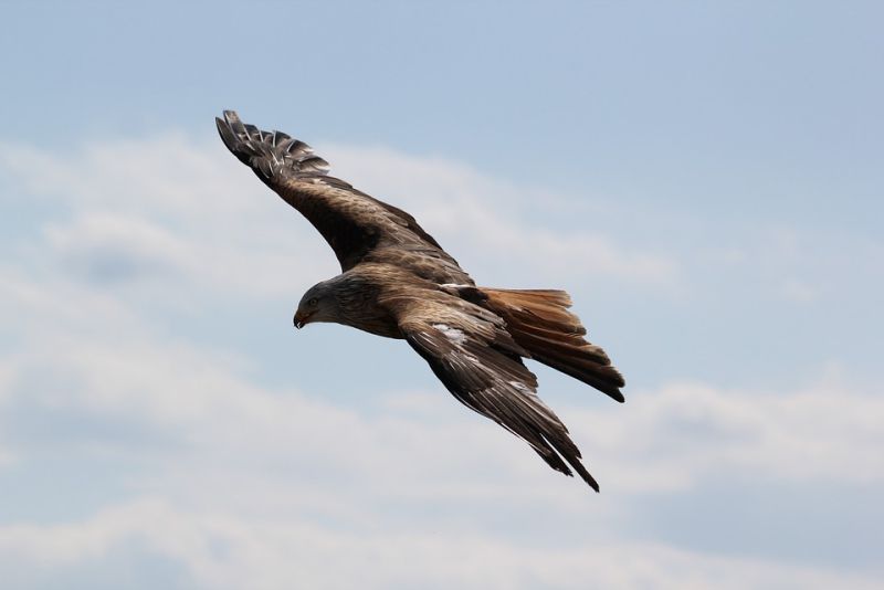 Flying High - interesting facts about Eagles