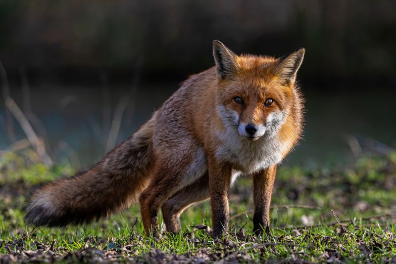 Fox tossing - interesting facts about fox