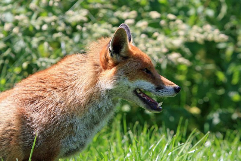 Foxes use Earth magnetic field