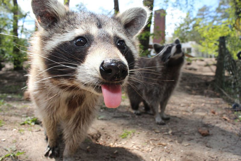 Gestation period of Raccoons