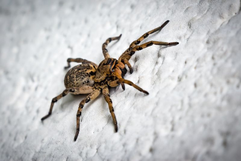 Giant spider is huge like a dinner plate