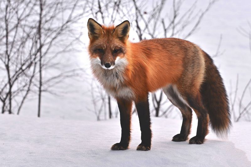 Good Parents - interesting facts about fox