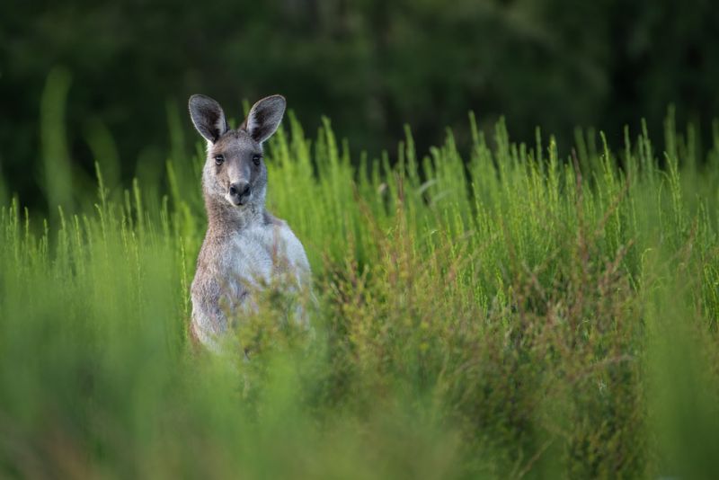 Herbivores