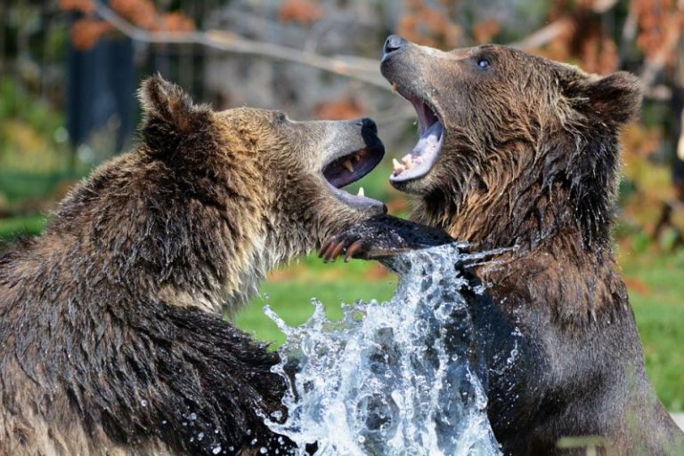 Top 10 interesting facts about bear Depth World