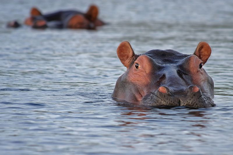 Hippos cant Swim