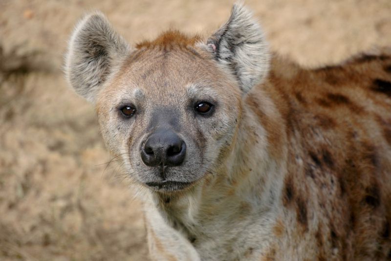 Hyenas are a smart creature