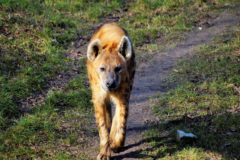 Hyenas can live without water