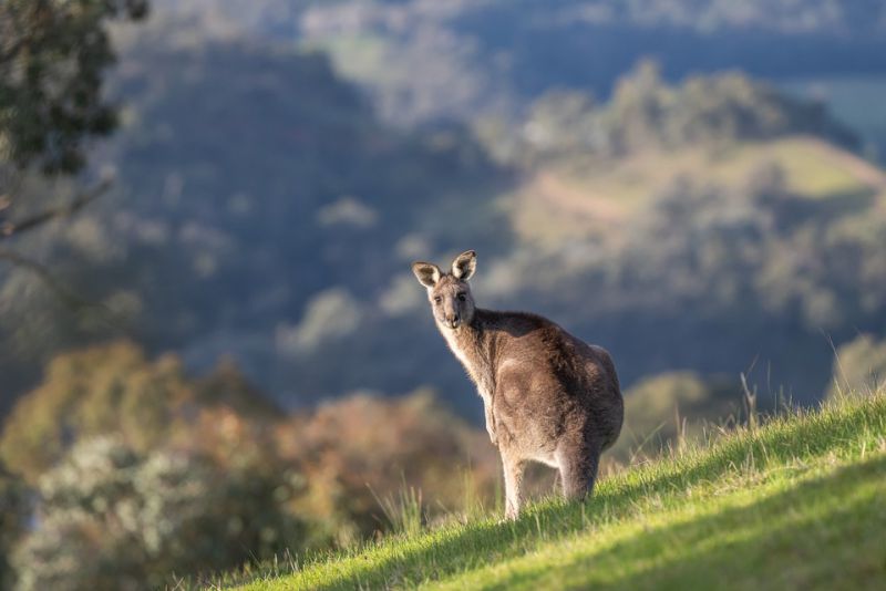 Kangaroos are the National Symbol of Australia