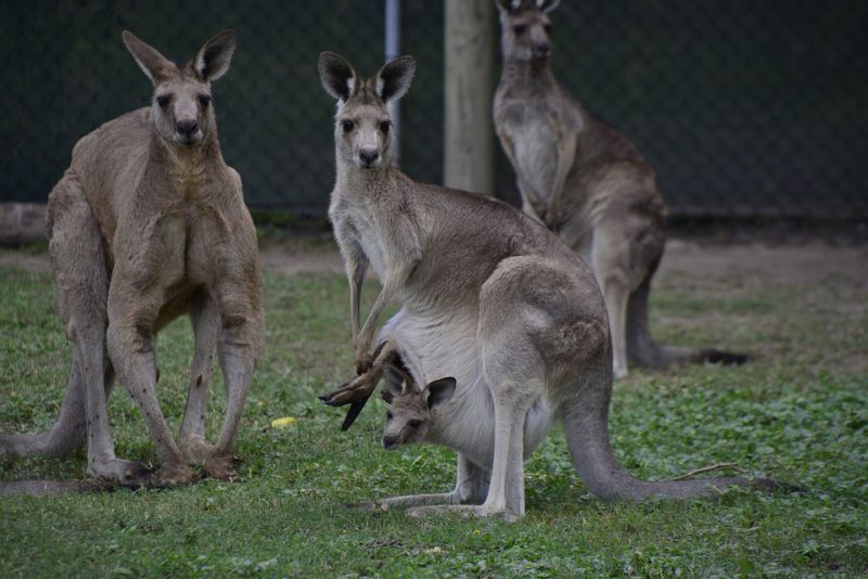 Kangaroos meat is legal in Australia