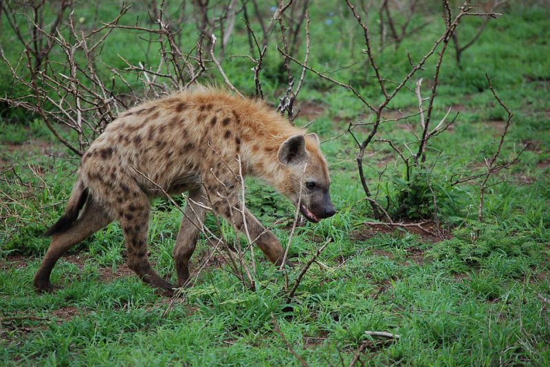 Laughing hyenas