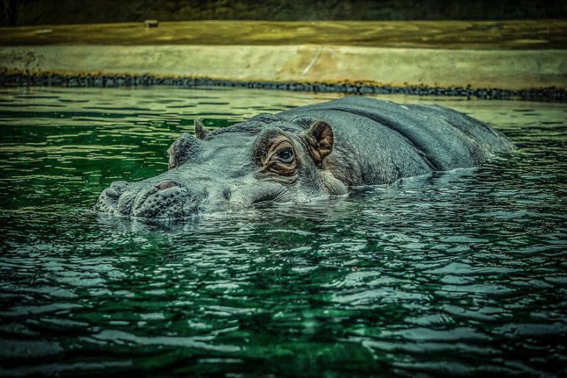 Life span of Hippos