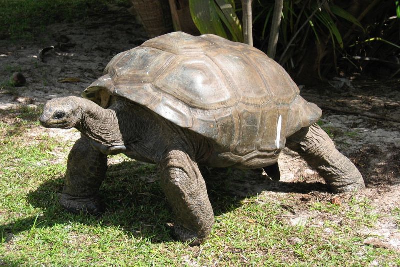 Life span of tortoises