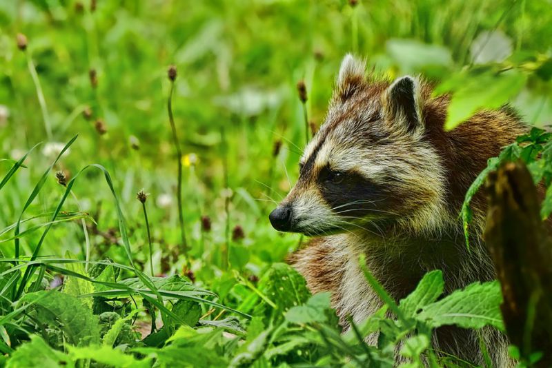 Lifespan of Raccoons