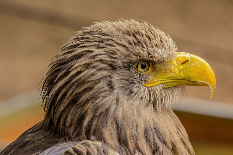 Lifespan - interesting facts about Eagles