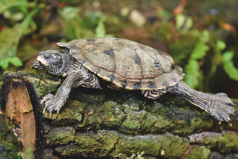 Lighter shell shows the originality of tortoises