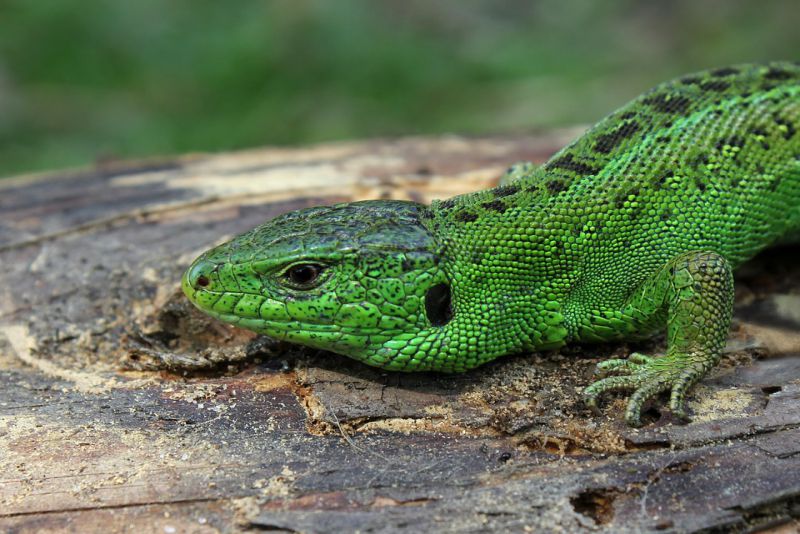 Lizard and Human Interaction