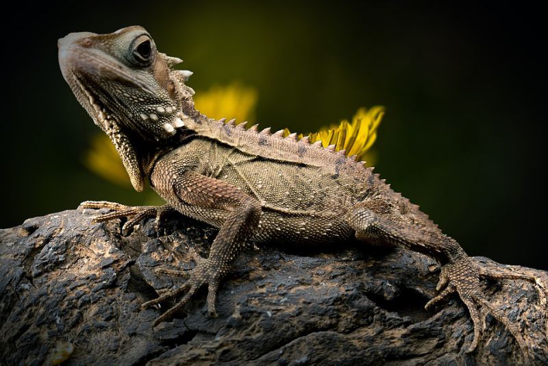 Lizards can move their eyelids