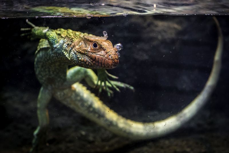 Lizards smell stuff with their tongues