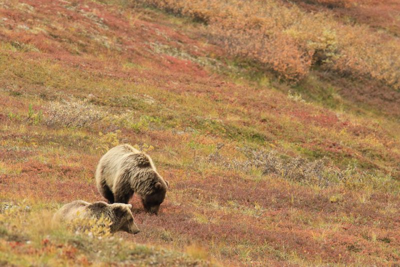 Mother bears care for their offspring