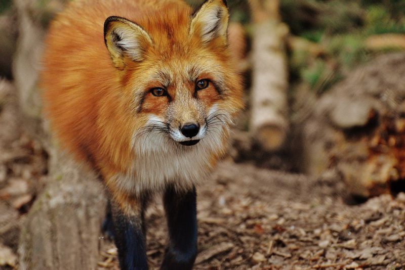 Nocturnal creature - interesting facts about fox
