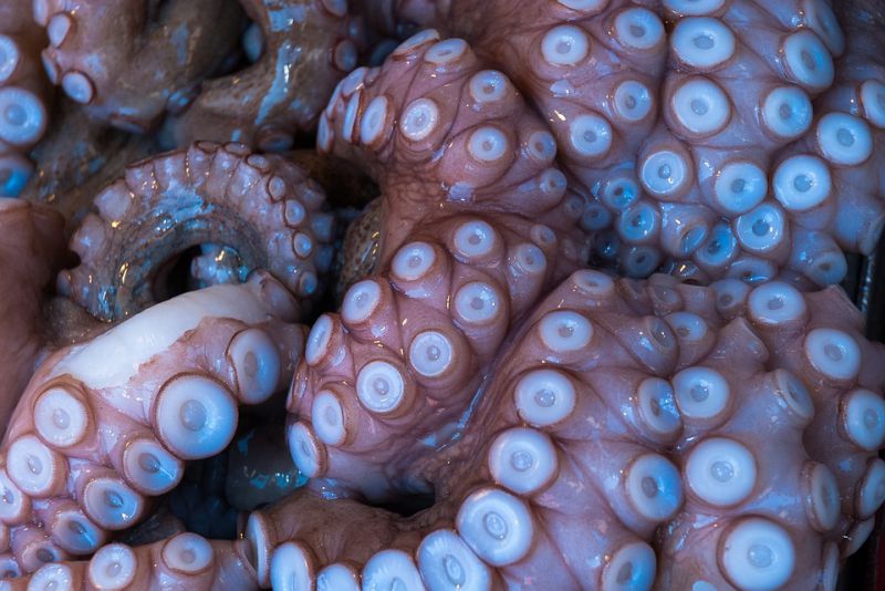 Octopus has three hearts