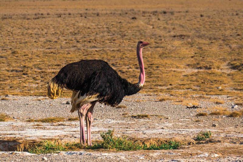 Ostrich can live without drinking for several days
