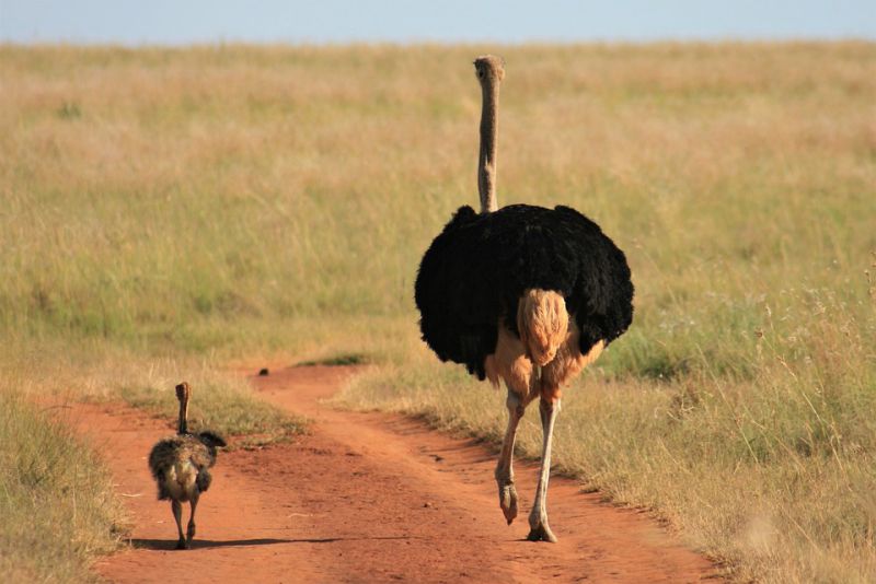 Ostrich has two toes on each foot
