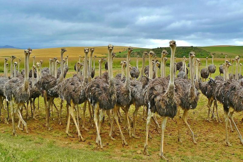 Ostriches also eat Pebbles for digesting food