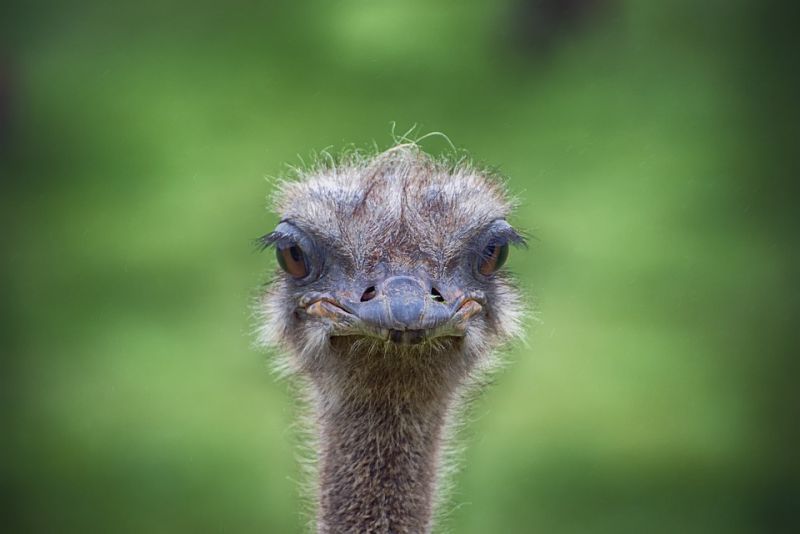 Ostriches eyes