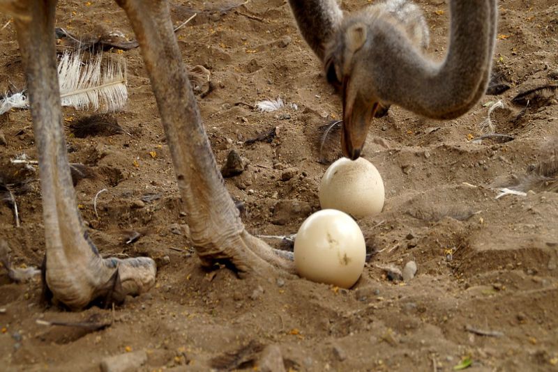 Ostriches had laid the Largest Egg 