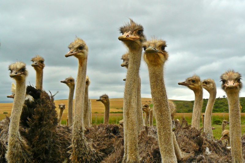Ostriches live in groups