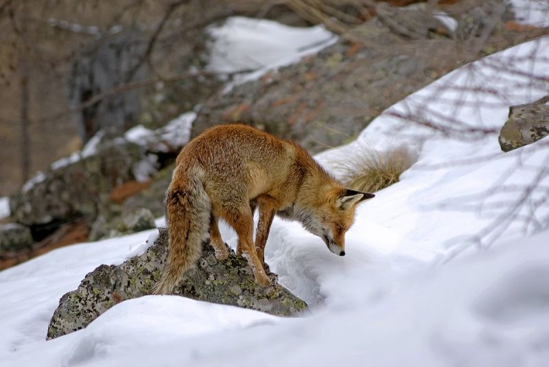 Playful creatures - interesting facts about fox