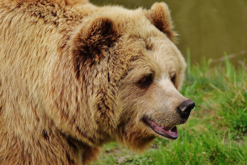 Polar Bears Have Stinky Feet