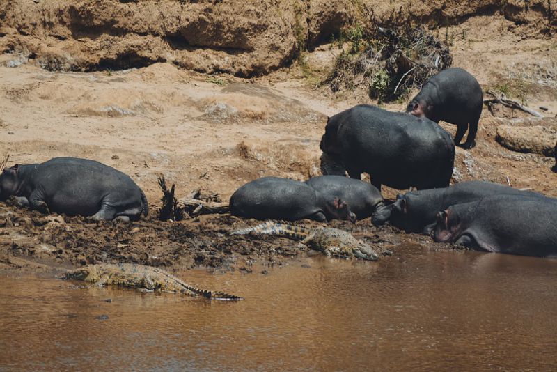 Predators of hippo
