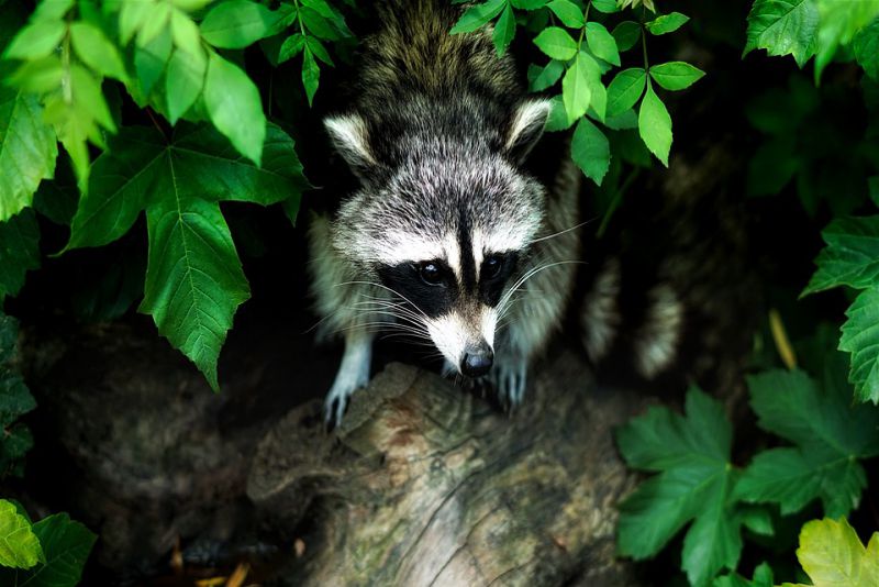 Raccoons behavior and their activities