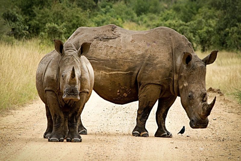Rhinos need the same amount of sleep as human adults