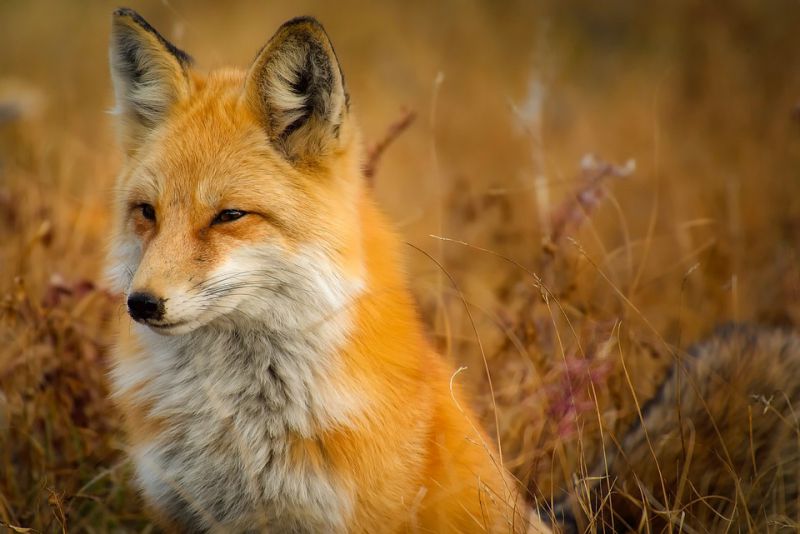 Solitary Creatures - interesting facts about fox