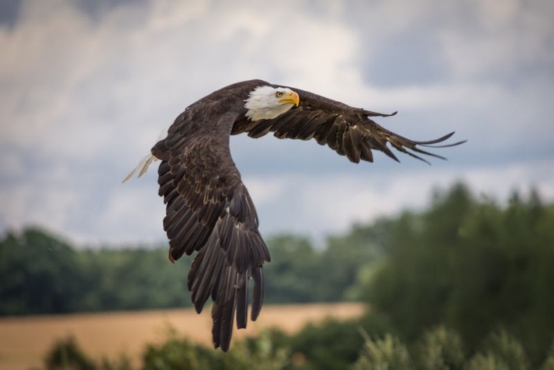 Solitary creatures - interesting facts about Eagles