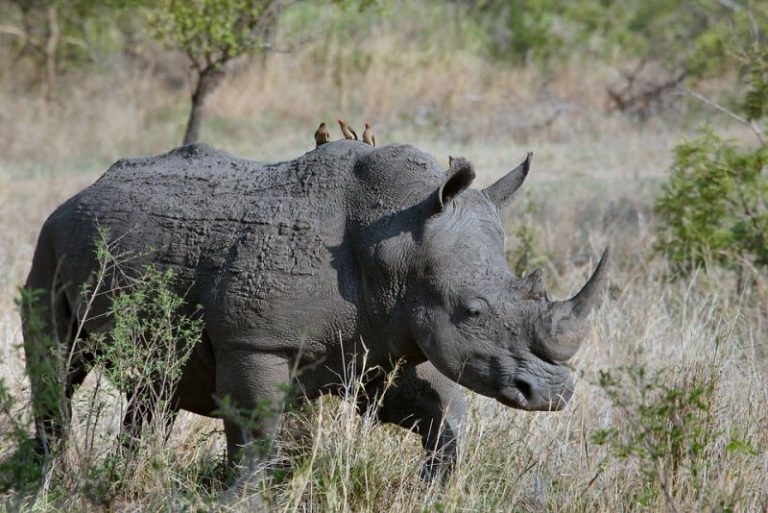 Top 10 interesting facts about Rhinoceros - Depth World