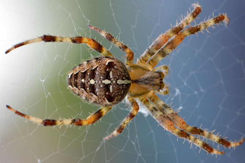 Spider silk is in liquid