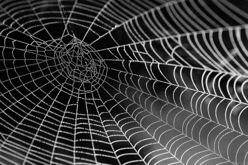 Spiders consume millions of insects each year