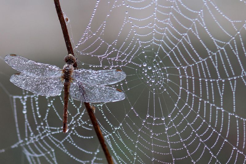 Spiders exist everywhere except Antarctica