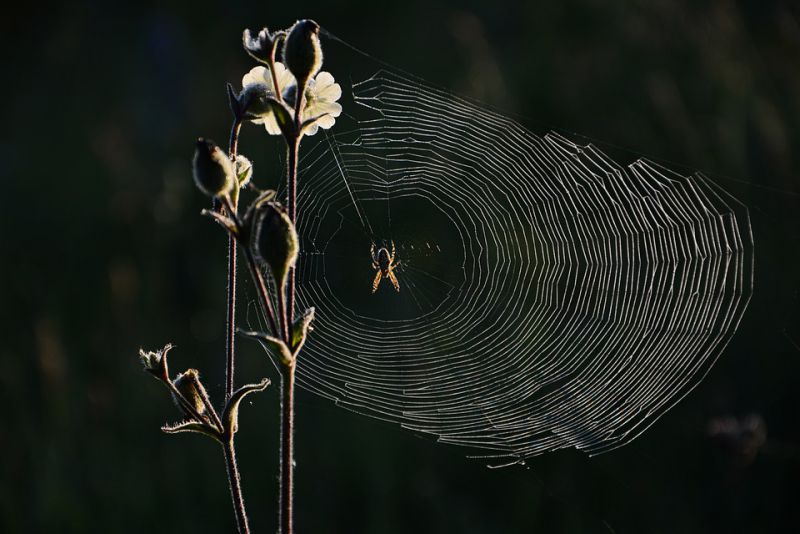 Spiders have strange muscles