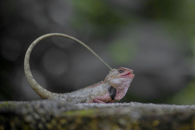 Tails of lizards