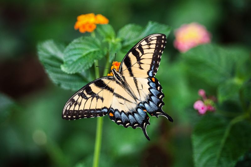 The Giant Swallowtail Butterfly