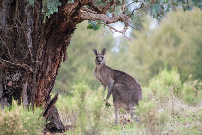 The internal temperature of Kangaroos