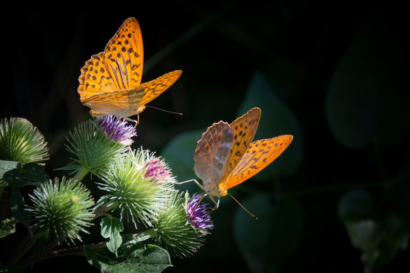 The monarch butterflies