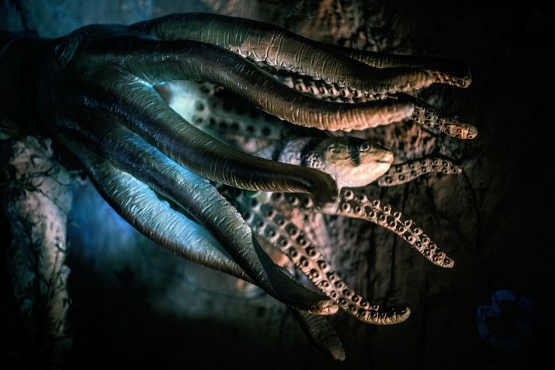 Their limbs are unique