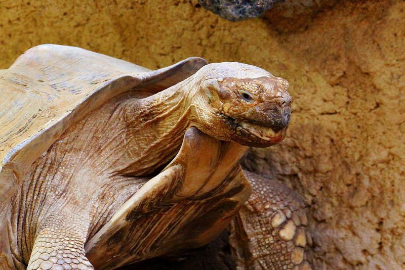 Tortoises can hold their breath for a long time